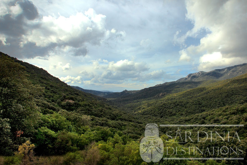 Foresta di Pantaleo